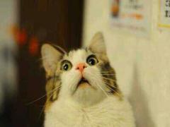 本当は教えたくない、コストコに行ったら絶対買うべしitem【グルメ部門】