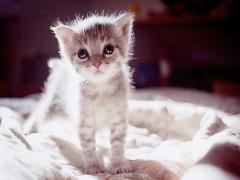 指先で気まぐれに惑わすの。小悪魔女子の‘猫ネイル’カタログ