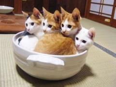 美味しさ盛り上がり保証します♡話題のハイブリッド鍋？