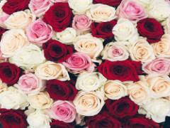 マシュマロは「あなたが嫌い」？ホワイトデーのお返しに込められた意外な意味