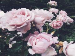 本物のバラの香りでないと効果なし。美容に直結！食べるバラ。