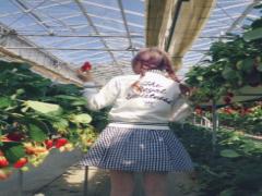 春休みは”可愛く楽しく”ないちご狩りホリデーでとびっきりな1日を。