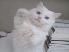 ネコはなぜ可愛い？ネコ系女子を完全攻略♡