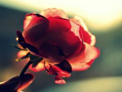 ”綺麗”に触れると人の心は動かされる。綺麗の色々な形を探しに行こう