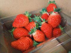 ＜種類別＞春に行きたいイチゴ狩りで甘くて美味しい苺をご堪能♡