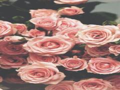 バレンタインにはバラの花を贈りましょう、メサージュ・ド・ローズのチョコレートが素敵