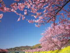 始まりの春がきた。桜ネイルで、好感度No.1を狙っちゃおう＊