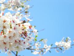 もう決まった？一生に一度の特別な日、【卒業式】の髪型