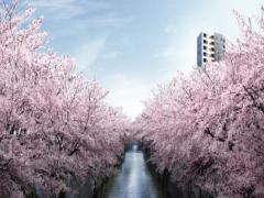 桜の名所、目黒川でのお花見はゆったり満喫するのがキホン。