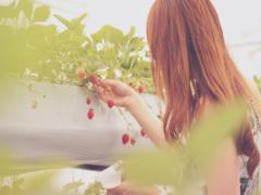 ホテルでイチゴ狩りしませんか？【2016年版】全国の苺ビュッフェまとめ