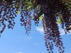 湯布院の自然な“カワイイ”に触れる。摘み草せんべいをお土産にいかが？