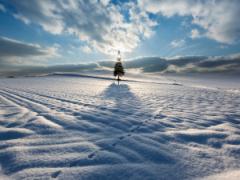 息をのむ美しさに見惚れて。北海道の広大な白い雪に佇む「クリスマスツリーの木」