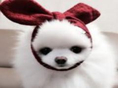 フォロワー10K超え！韓国の"まっしろモコモコ"が可愛いインスタアカウント3選