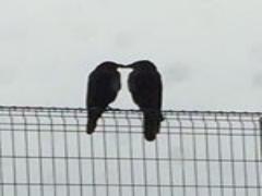 いつもより数mm短い。個性的すぎない”ちょいオン眉”が可愛いヘアカタログ