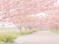 もうすぐ春が来る♡サーティーワンから「さくら」フレーバーが24年ぶりに復活！
