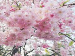 指先をさくら色に染めるピンクがかわいいマニキュア＆チークネイル