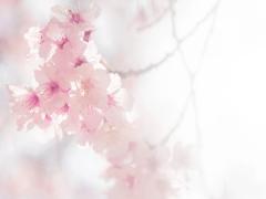 春の訪れを感じて。桜色で作る春ネイルデザイン