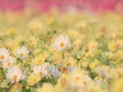 ひらひら、花から花へ。蝶々ネイルで演じる可憐な春色girl♡