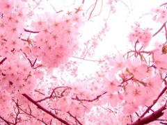春にキモチたかまる♡ピンクの美容アイテムで、お家でかわいくなっちゃうの。
