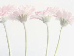 淡く、ふわりと近づく春。これだけはストックしておきたいアイテム5選