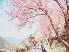 今年の春は“まとう”ことから始まる＊桜の香りを手に入れよ♡