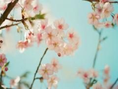 キュンっとするお花に包まれる♡フラワーネイルで指先から春を感じて