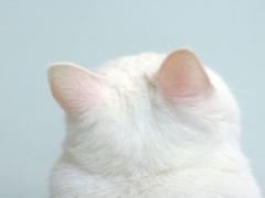 ネイルの中に住み着く、キュートな猫ネイルデザインまとめ