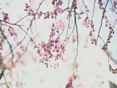 目も覚めるような春の香り♡ローソンから「プレミアム桜と大納言のロールケーキ」登場