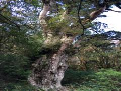 日本を代表する世界自然遺産！屋久島の観光スポットで癒やされよう