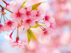 日本の春を感じられる。桜の花が入った飾れるお酒、さくらさらさら。