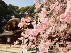 京都の奇祭観光ランキング！ちょっと不思議なお祭りを体験してみよう