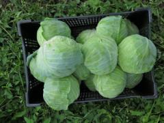 キャベツダイエットで1週間で－2キロ！便秘解消でスッキリボディに＜私これで痩せました！