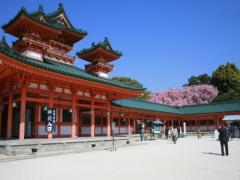 みんなの想いで咲いていく。平安神宮の”桜みくじ”が素敵です