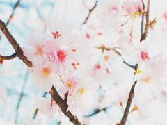 まだまだ肌寒い春だから。アウターから見出だすお花見コーディネート