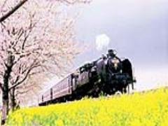 今までとは違う桜の楽しみ方♡のんびり派のためのお花見スポット5選