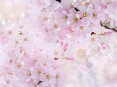 春の人気者、桜。誰からも愛される「さくらガール」のつくり方