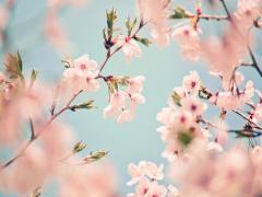 春をもっとマンキツ♡ぴんく色にきゅんとする甘い桜スイーツレシピ
