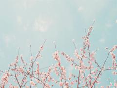 見るだけじゃなく、全身で感じて。「さくら」にまつわるコスメ・ケアアイテム