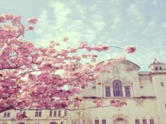 春は’桜コスメ’から取り入れて。プチプラで叶える最旬ピンクメイク♡