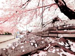 開花に合わせて私も準備を進めるの。春はロマンティックな "桜" に染まりたい♡