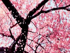 ほのかに色づくピンクの季節♡2016年桜のコンビニスイーツ&amp;ドリンクまとめ
