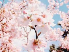 春を感じる桜パッケージにきゅん。お酒もカワイイに惹かれて♡