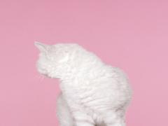 空前の猫ブームに乗っかれ♡プニプニ肉球スイーツを味わいたい