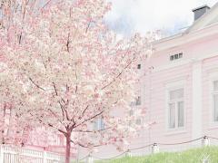 ポッと色づく春を乗せて♡思わず惹かれる、さくら色のチークネイル