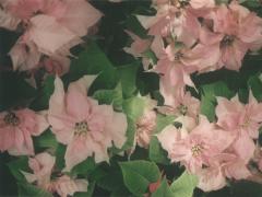 春▷夏は痩せやすい季節。旬の食材で新陳代謝アップの体質改善レシピ