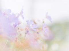 儚げな、春のお花をふんわり咲かせましょう。3つのお花の春ネイル