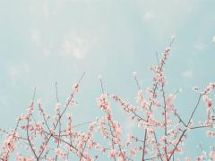 サンクスから見た目もキュンな桜スイーツが続々。Cherie Dolce限定新作をチェック
