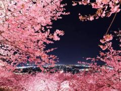 夜空にも春が来た。夜桜デートに行く前にチェックしておきたいこと3つ