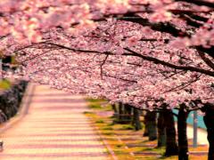 【五感で感じるサクラ】知られていない桜の魅力の扉を開きにいこう