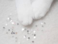「食べちゃいたい♡」を叶えます。てちてち”肉球スイーツ”で癒される時間に。